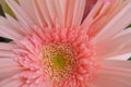 Close up of pink Gerber daisy Royalty Free Stock Photo