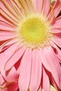 Close up of pink gerber daisy Royalty Free Stock Photo