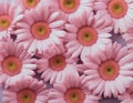 Close-up of Pink Gerbera Daisies Royalty Free Stock Photo