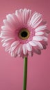 Close up of a pink gerbera daisy flower against a pink background Royalty Free Stock Photo