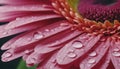 Close up of pink gerbera daisy flower with water drops. Generative AI Royalty Free Stock Photo