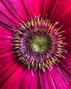 Close-up of Pink Gerbera Daisy Royalty Free Stock Photo
