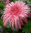 Close up of a pink gerbera flower