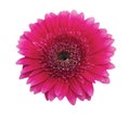 Close-up of a pink gerbera flower isolated on white background with a clipping path. Royalty Free Stock Photo