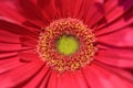 Close up of a pink gerbera flower with a limegreen heartand pink