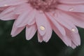 Close up pink of Gerbera flower with water drops. Macro on flower. Royalty Free Stock Photo