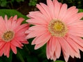 Close up of pink Gerbera flowers Royalty Free Stock Photo