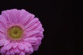 Close up of a pink gerbera or germini with black background with copyspace Royalty Free Stock Photo