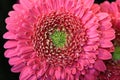 Close up of a pink gerbera with a limegreen heart and white high