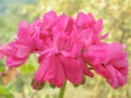 Close up of a pink Gilliflower in a garden.