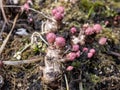 Close-up of pink golden root or rose root (Rhodiola rosea) plant starting to emerging from the root with pink buds Royalty Free Stock Photo
