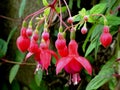 Pink Fuchsia flowers