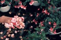 Close up pink hardy fuchsia flowers on woman hand