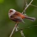 Close-up of the Pink-headed Warbler is a small passerine bird found in the southwestern highlands of Guatemala