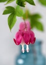 Close-up of pink heart shaped bleeding heart flower with blurred background. Royalty Free Stock Photo