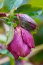 Close-up of a pink hellebore flower and bud covered in beads of water Royalty Free Stock Photo