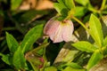 Close-up of a Pink Helleborus orientalis