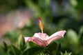 Close up of Pink Hibicus Royalty Free Stock Photo