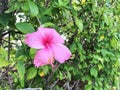 Pink hibicus flower