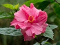 Close up of pink Hibiscus flower Royalty Free Stock Photo