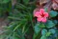 Close-up, pink hibiscus flowers, green background, nature looking bright, planted in front of the house