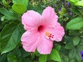 Pink Hibiscus syriacus flower in nature garden Royalty Free Stock Photo