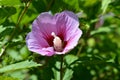 Close-up of Pink Hibiscus Syriacus Flower, Rose of Sharon, Nature, Macro Royalty Free Stock Photo