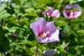 Close-up of Pink Hibiscus Syriacus Flowers, Rose of Sharon, Nature, Macro Royalty Free Stock Photo