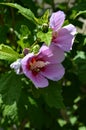 Close-up of Pink Hibiscus Syriacus Flowers, Rose of Sharon, Nature, Macro Royalty Free Stock Photo