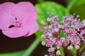 Close up of pink hidrangea flowers