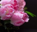 Close up of pink tulips Royalty Free Stock Photo