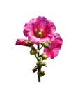 Pink  hollyhock or alcea rosea  blooming with green bud flowers and  stem isolated on white background , clipping path Royalty Free Stock Photo