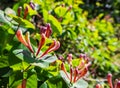 Close up pink Honeysuckle flowers in the garden. Lonicera caprifolium flowers, common names honeysuckle or woodbine in bloom. Royalty Free Stock Photo