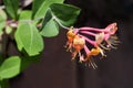 Close up of pink honeysuckle flowers, variety - Lonicera periclymenum `Serotina`