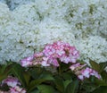 Close up of pink hortensia blossoms in front of a snowball hydrangea Royalty Free Stock Photo