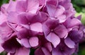 Pink hydrangea flower close up Royalty Free Stock Photo