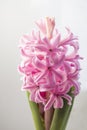 Close up of a pink hyacinth flower with green leaves on a white background Royalty Free Stock Photo