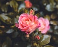 Close-up of a pink hybrid tea rose in a garden, perfect for wallpapers and backgrounds Royalty Free Stock Photo