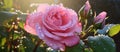 Close up of a pink hybrid tea rose with glistening water drops Royalty Free Stock Photo