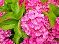 Close-up of Pink Hydrangea Blossoms Royalty Free Stock Photo
