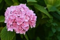 Close up of pink hydrangea flower Royalty Free Stock Photo