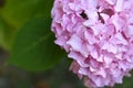 Close up of pink hydrangea flower Royalty Free Stock Photo