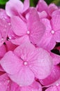 A close-up of a Pink Hydrangea flower Royalty Free Stock Photo