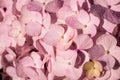 Close-up of A Pink Hydrangea Flower Royalty Free Stock Photo