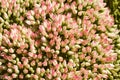 Close up of pink hydrangea flowers Royalty Free Stock Photo