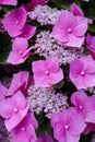 Close up of pink Hydrangea flowers and sepals. Vertical.