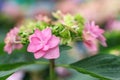 Close up pink hydrangea hortensia flowers