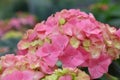 Close up pink hydrangea hortensia flowers Royalty Free Stock Photo