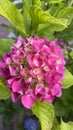 A close-up of a pink Hydrangea hydrangea with a white center in the large flower