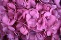 Close-up of pink hydrangea hortensia flower Royalty Free Stock Photo